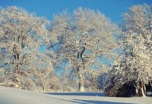 Гороскоп от Ирины Богдан на 15 декабря 2022 года для всех знаков зодиака