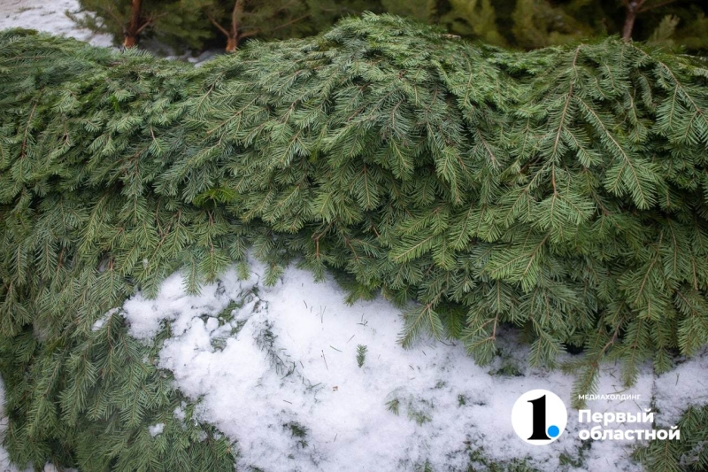 Новогодние елки подорожали в Челябинске на 70%