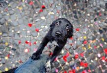 Опасный праздник: как спасти от шума петард любимых домашних животных на Новый год