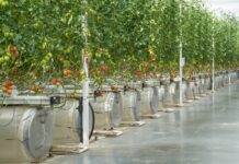 Российский агробизнес на примере ГК «РОСТ» в условиях современной экономической обстановки