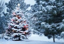 Тельцам следует решить бытовые вопросы, а Стрельцам — принять ванну: гороскоп на 31 декабря 2022 года