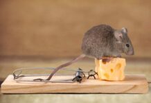 Эффективные способы избавления от мышей в доме