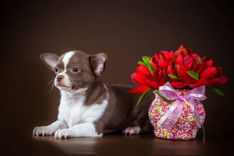 <br />
Для женщин праздник, для собак беда: какие цветы могут стать причиной отравления животных                