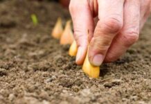 Когда сажать яровой чеснок и лук-севок: лучшие сорта для посадки весной и лунный календарь на апрель и май 2023 года