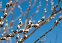 Народный праздник 21 марта 2023 года: что на Вербоносицу нельзя делать с деньгами