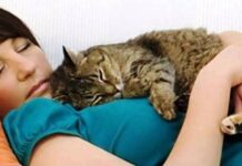 Не просто мурлыканье: как кошки манипулируют людьми