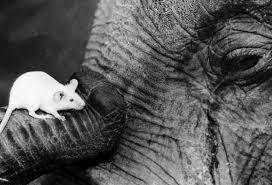 <br />
Перед кем испытывает страх самое большое животное в мире — слон                
