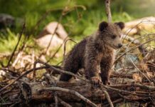 Почему на Руси на Никифоров день 26 марта люди боялись ходить в лес