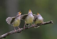 Приметы и поверья на 17 марта 2023 года, что нельзя делать в этот день