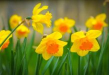 Что делать с нарциссами после того, как они отцвели