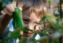 Что добавить в землю при посадке огурцов для большого урожая