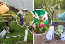 Что сажать в апреле на рассаду в 2023 году, благоприятные дни для посадки