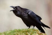 Чтобы не навлечь несчастья: каких животных нельзя держать дома