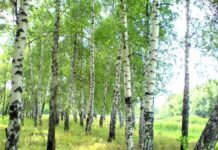 Как на Руси на Берещенье 11 апреля защищали свои дома от молнии