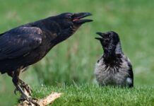 Как в день Мартына Лисогона 27 апреля на Руси старались задобрить воронов