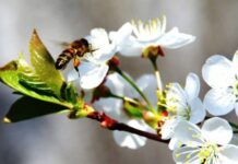 Как в Пудов день 28 апреля с помощью пчел проверяли будущего мужа