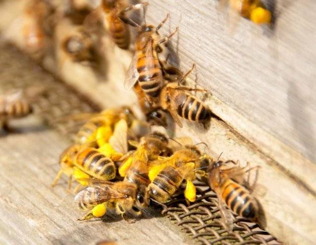 <br />
Как в Пудов день 28 апреля с помощью пчел проверяли будущего мужа                