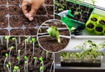 Лунный календарь огородника и садовода на апрель 2023 года