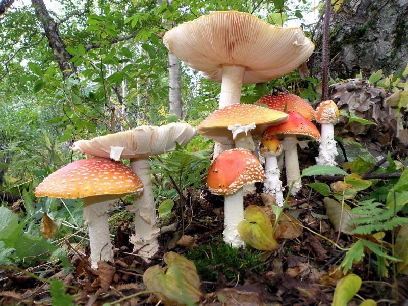 <br />
Миколог рассказал, какие грибы можно найти в Подмосковье в мае 2023 года                