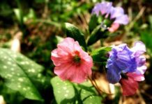 Почему на Фомаиду Медуницу, 26 апреля 2023 года, лучше не обижать женщин