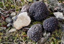 Штраф 9 млн рублей: сбор каких краснокнижных растений «влетит в копеечку»