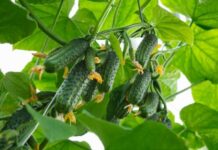 Благоприятные дни для посадки огурцов в мае 2023 года по дням