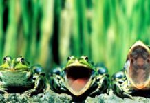 Что будет, если 22 мая на Николу Вешнего квакают лягушки: значение примет в этот день