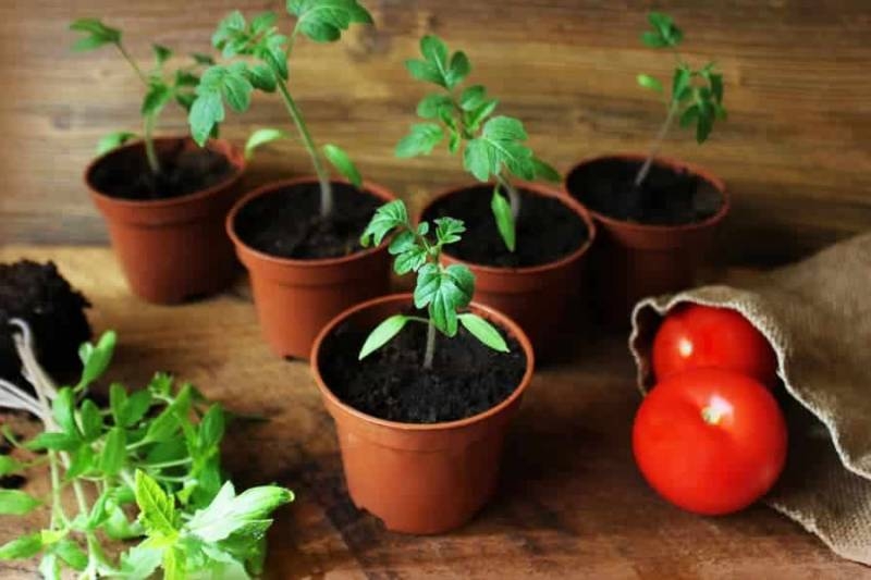 <br />
Дневник дачника: чем обработать томаты на грядках                