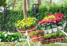 Красиво, но дорого: за какие цветы на дачном участке могут оштрафовать