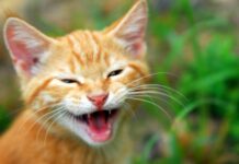 Кто на праздник Семена Ранопашца 10 мая скрывался под обликом птиц и животных