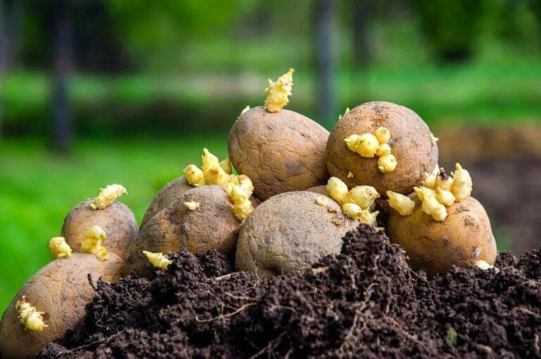 <br />
Лучшие дни по лунному календарю для посадки картофеля в конце мая 2023 года                