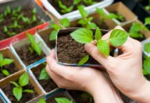 «На Луну надейся, а сам не плошай»: стоит ли дачникам следовать лунным циклам