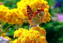 Почему на праздник Ивана Долгого 1 июня запрещалось грустить