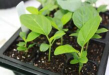 Почему опытные огородники выращивают баклажаны в открытом грунте, а не в теплице