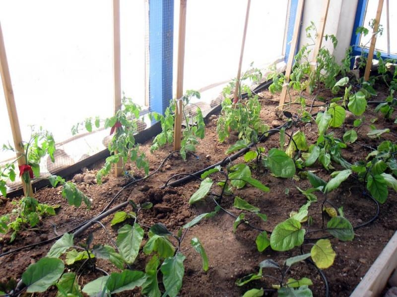 <br />
Почему опытные огородники выращивают баклажаны в открытом грунте, а не в теплице                