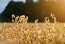 Почему в Евсеев день 7 мая могла «напасть маета» и что это означало