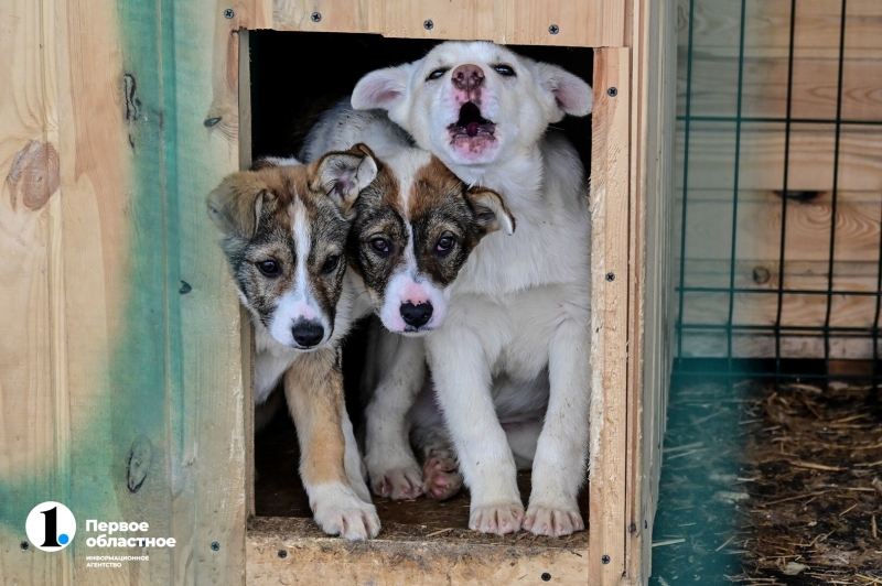 В Госдуме поддержали право регионов определять судьбу бродячих собак