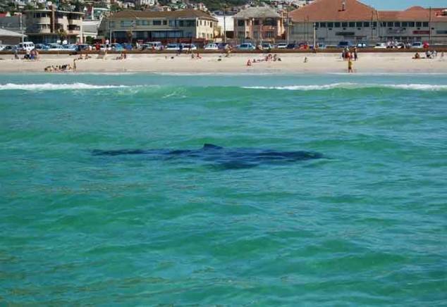 <br />
Акулы атакуют: самые опасные пляжи мира                