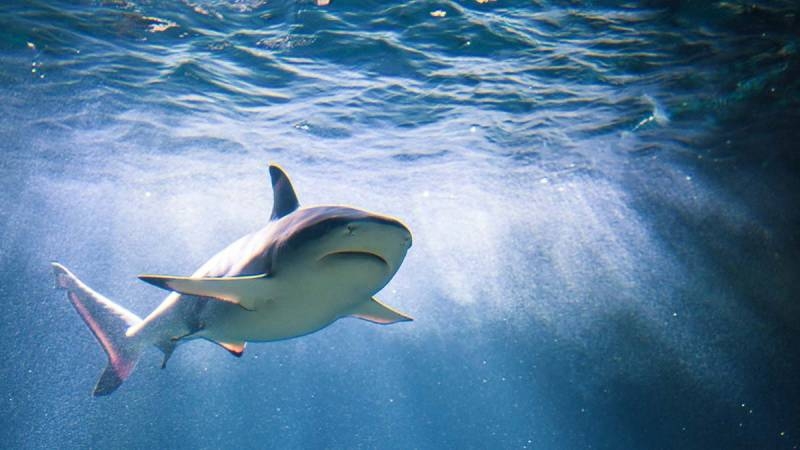 <br />
Акулы атакуют: самые опасные пляжи мира                
