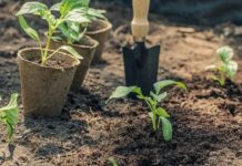 Фатальные ошибки, которые дачники чаще всего допускают на огороде