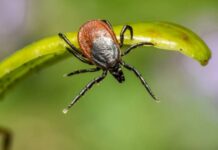 Иммунолог рассказал о новом вирусе, который передается от клещей