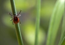 Как долго продлится сезон клещей в 2023 году