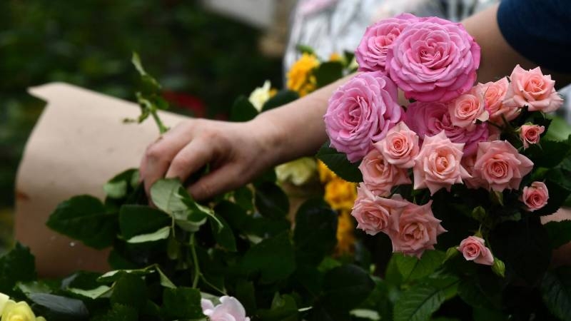 <br />
Как высадить розы на даче, чтобы они зацвели в первый год                