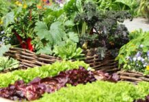 Лунный посевной календарь на июль 2023 года: что и когда сеять на огороде в середине лета