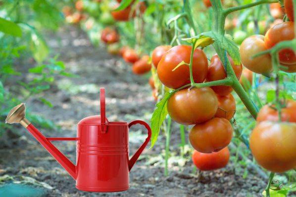 <br />
Никогда так не делайте: как правильно поливать помидоры                