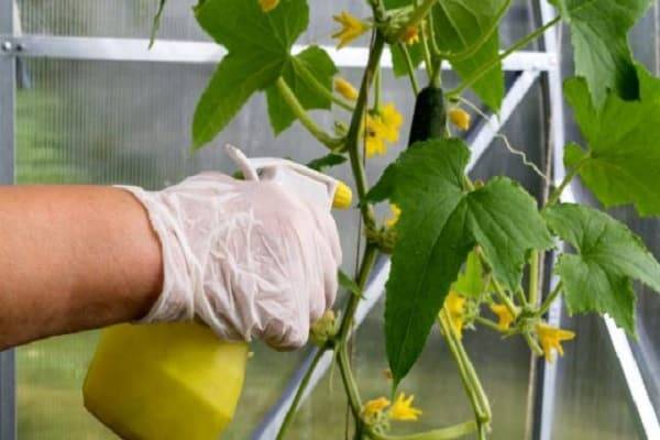 <br />
Новый подход к защите огурцов: как при помощи метронидазола бороться с заболеваниями растений                