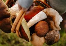 Отравление грибами: как отличить съедобные грибы от ядовитых «двойников»