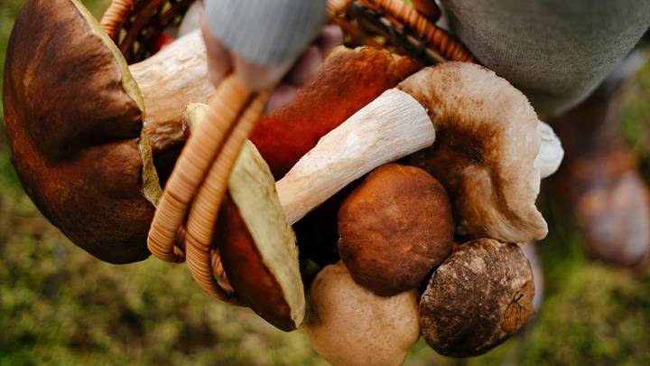 <br />
Отравление грибами: как отличить съедобные грибы от ядовитых «двойников»                