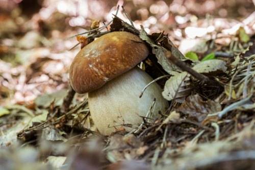 <br />
Отравление грибами: как отличить съедобные грибы от ядовитых «двойников»                
