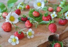 Полезные свойства земляники: как ее правильно хранить и кому ягоды нельзя есть